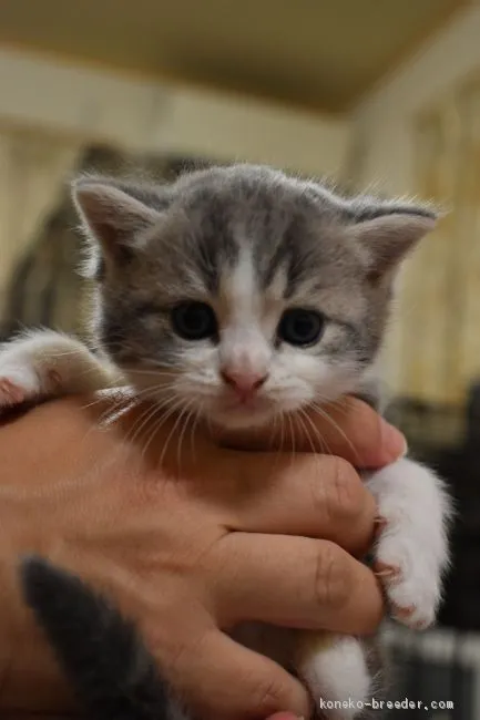 ID:1907-01346の子猫