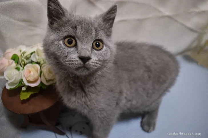 ID：2102-00695の子猫