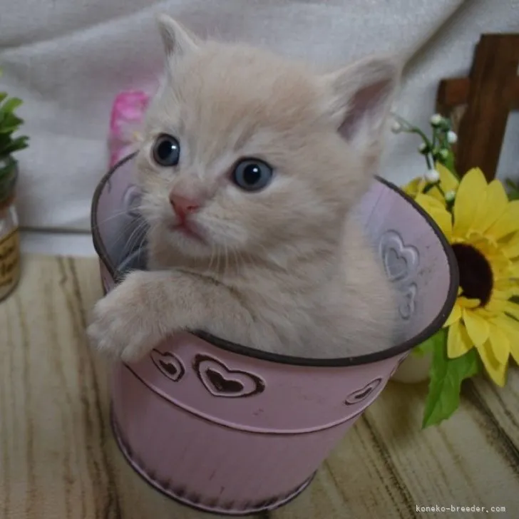 ID：2304-03520の子猫