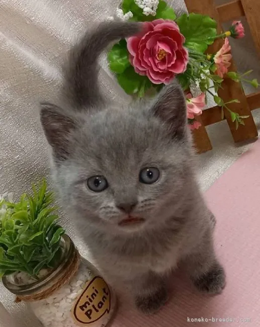 ID:2105-01471の子猫