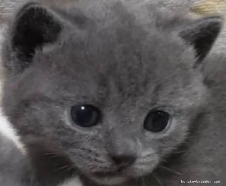 ID：2204-00208の子猫