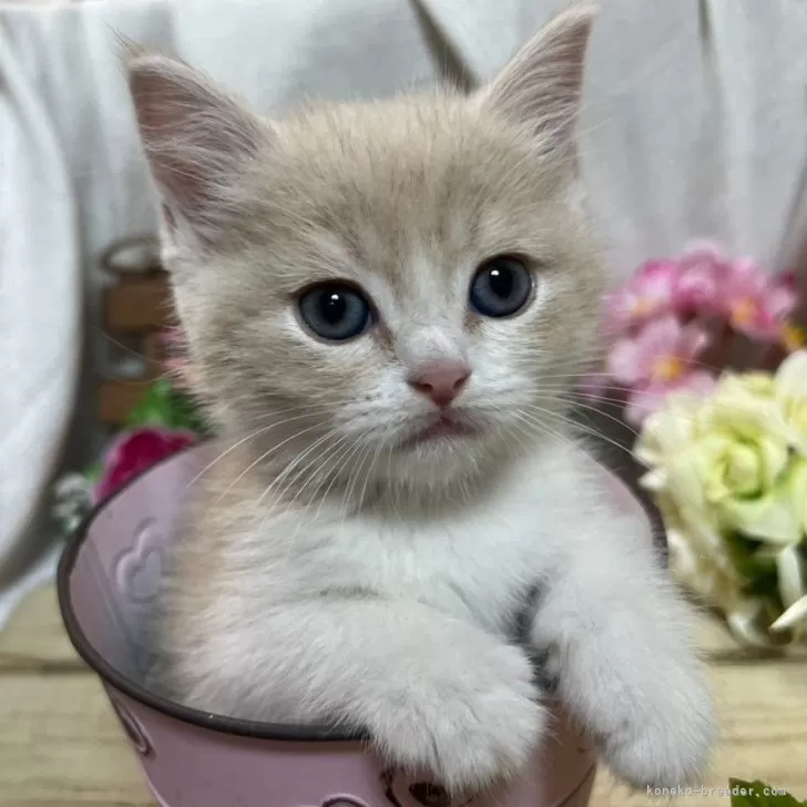ID:2404-00200の子猫