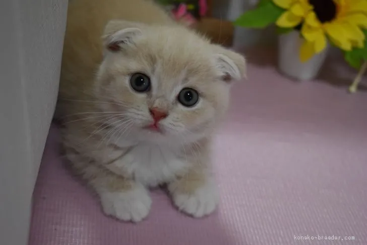 ID:1907-00522の子猫