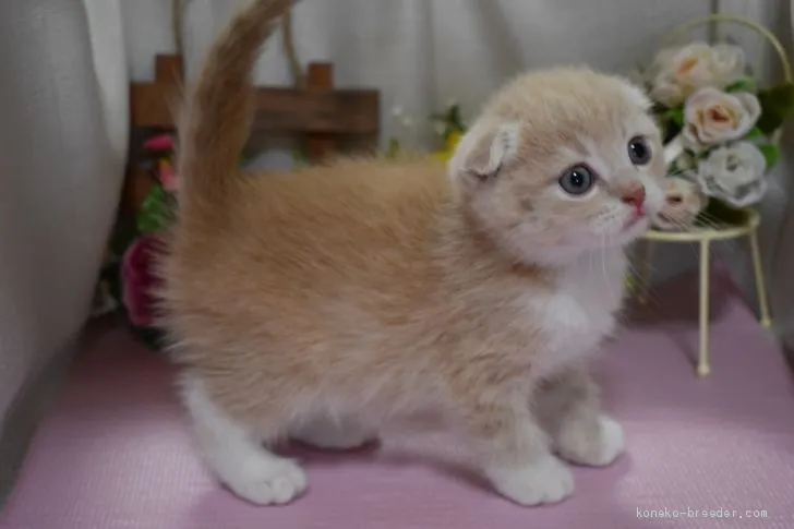 ゆき 様のお迎えした子猫