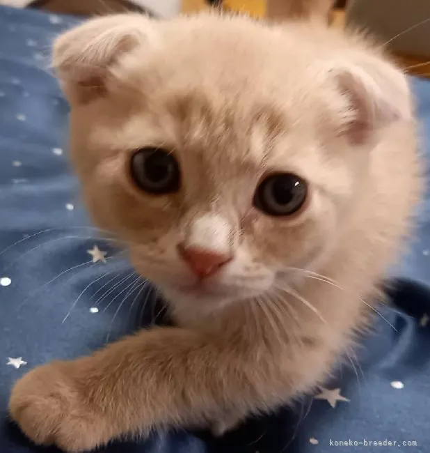 ID:2104-01660の子猫