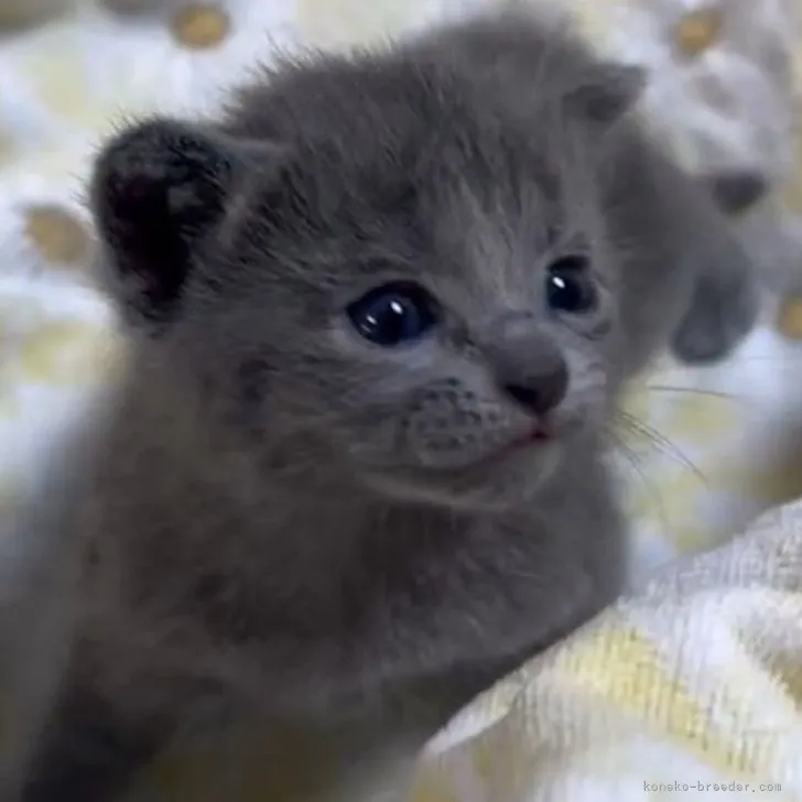 ID:2308-00513の子猫