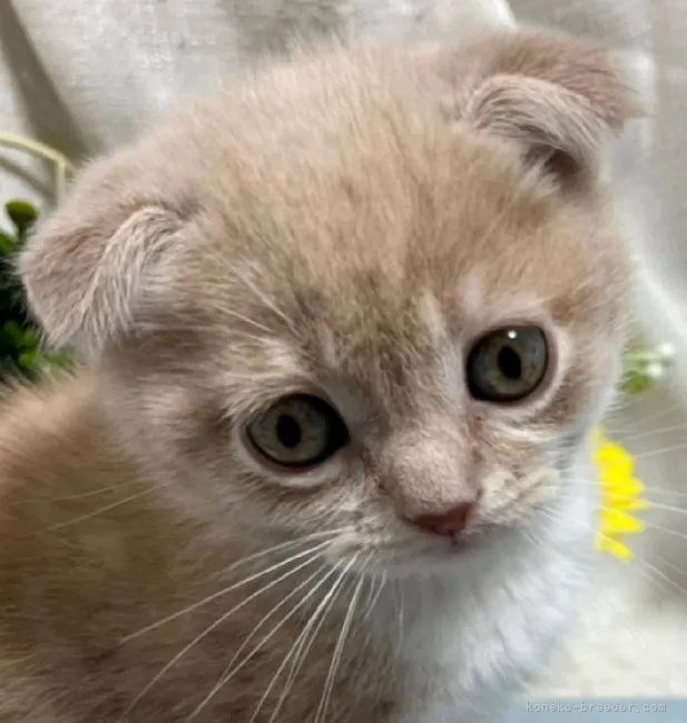 ID:2202-00841の子猫