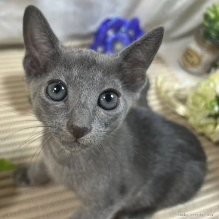 ID：2309-02734の子猫