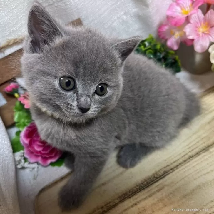 ID:2405-00468の子猫