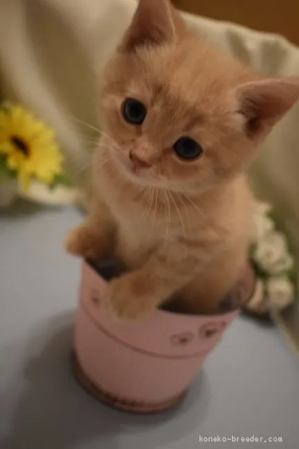 こたりょう 様のお迎えした子猫