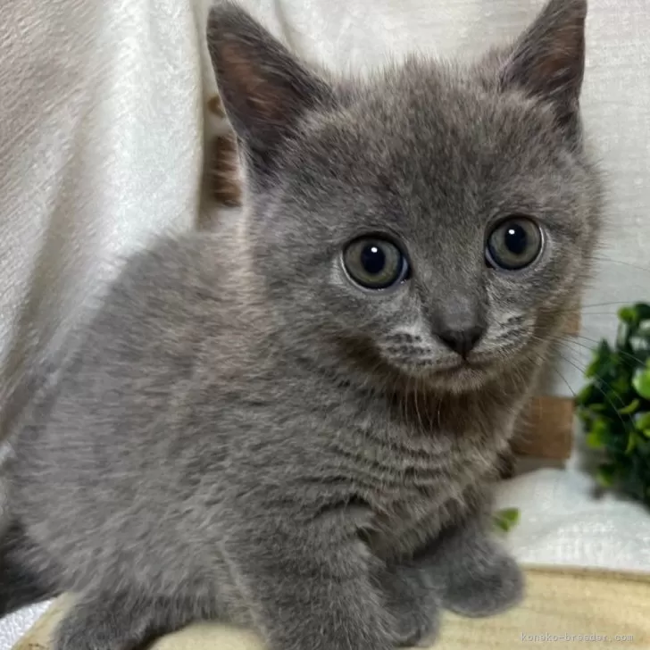ID:2405-01502の子猫