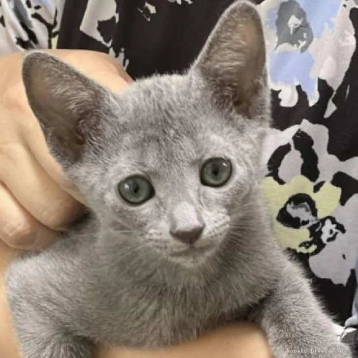 ID:2207-00221の子猫