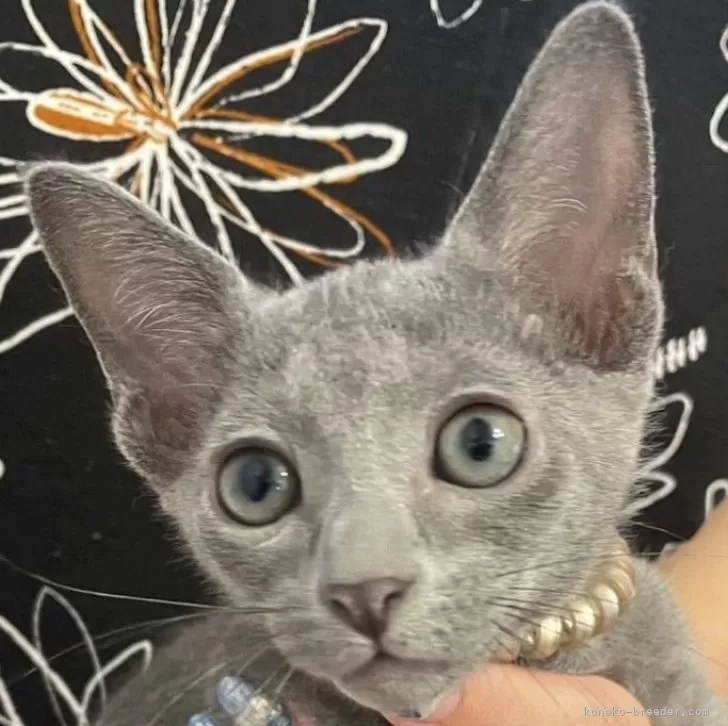 ID：2406-03310の子猫