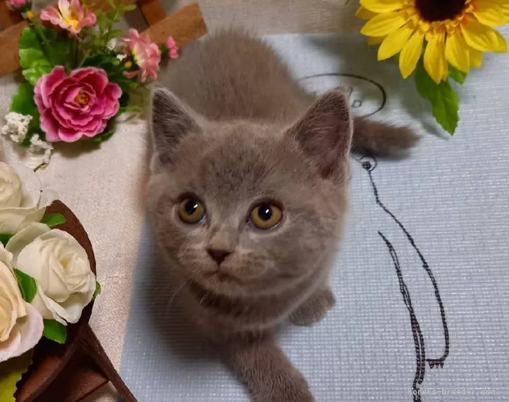 SO 様のお迎えした子猫