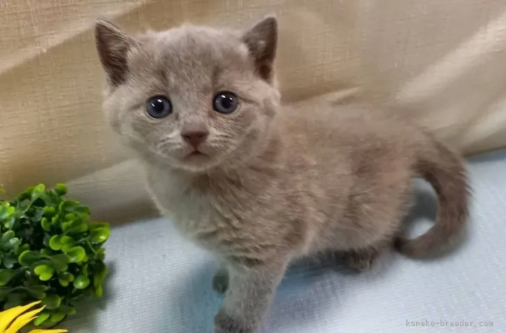 ID:2105-02029の子猫