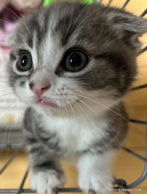 ID:2202-00842の子猫