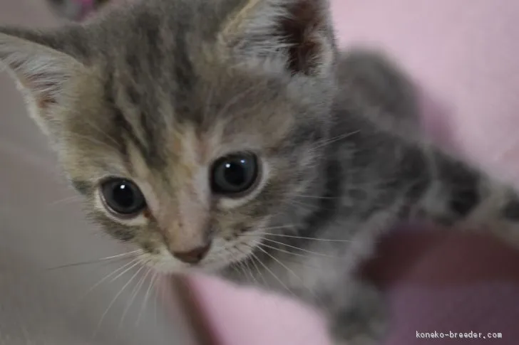 ID:1907-00525の子猫