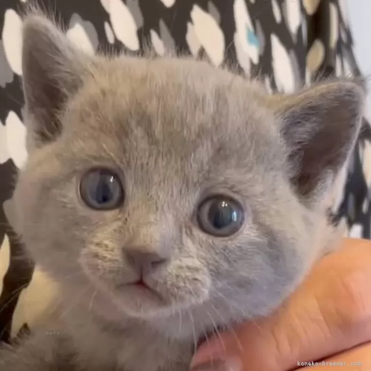 ID:2410-02984の子猫