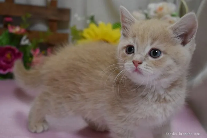 ID:1906-02200の子猫