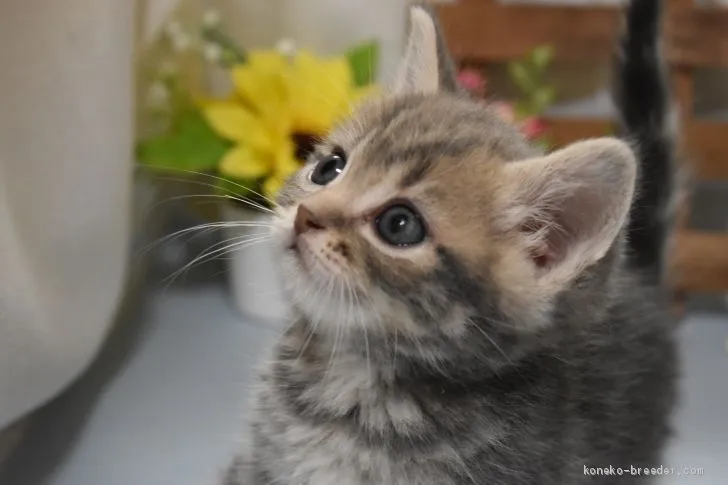 ID:1907-00526の子猫