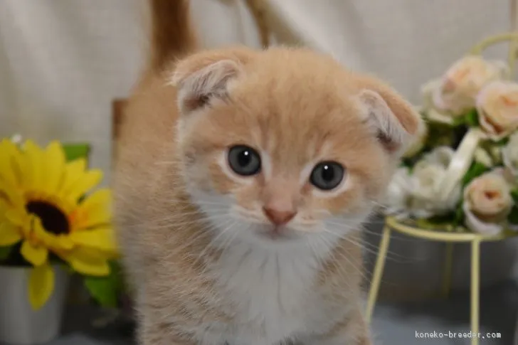 ID：1907-00567の子猫