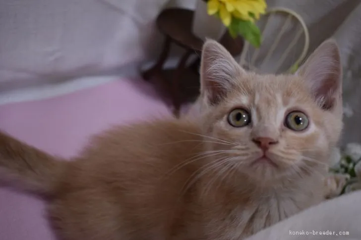 ID：2102-00522の子猫