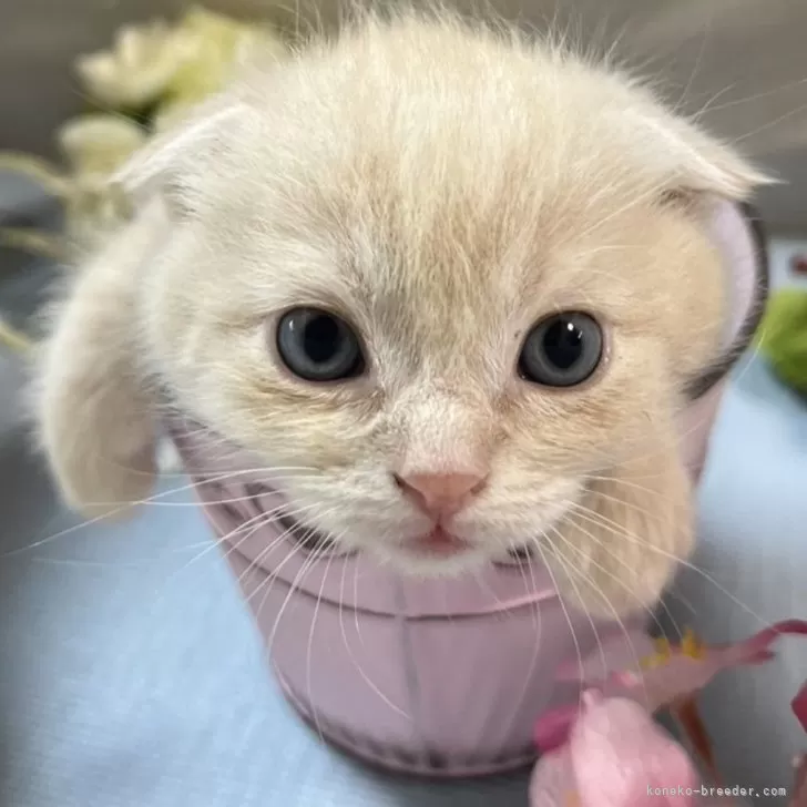 ID:2404-00232の子猫