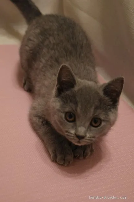 ID：2006-01255の子猫