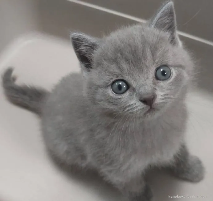 ID：2205-01041の子猫