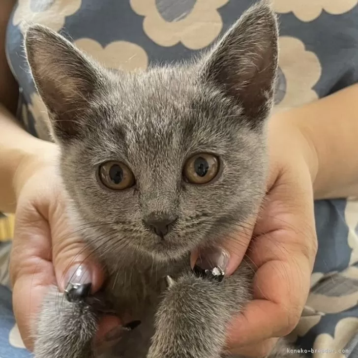 ID:2407-02339の子猫