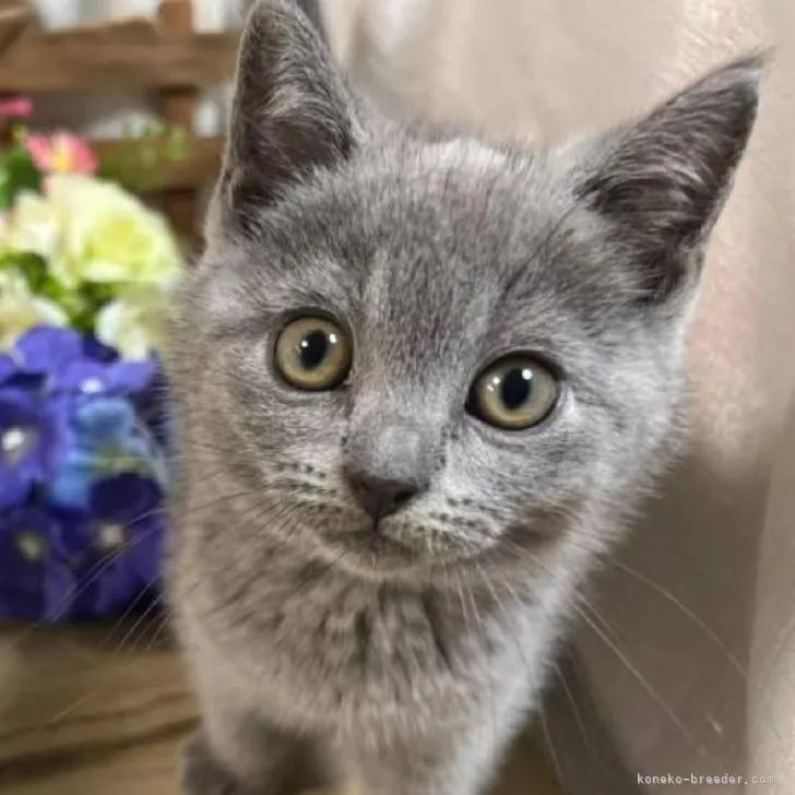 ID：2208-02610の子猫