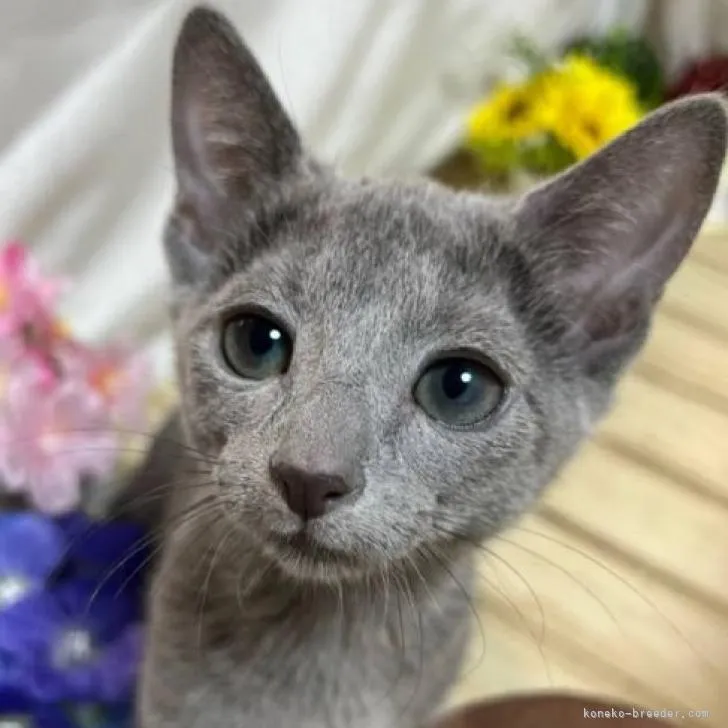 ID:2207-01458の子猫