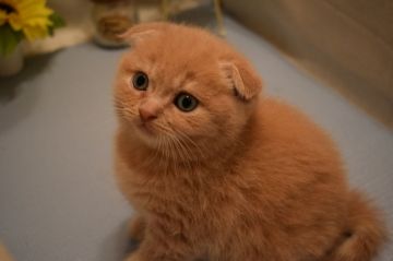 スコティッシュフォールド(折れ耳)【山口県・男の子・2020年3月17日・クリームクラッシックタビー】の写真「コロコロして人なつっこくて♥天然君です！」