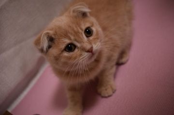 スコティッシュフォールド(折れ耳)【山口県・女の子・2020年11月16日・クリームマッカレルタビー】の写真「甘えっ子の、とっても可愛らしい女の子です♥♥♥」