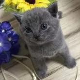 シャルトリュー【山口県・男の子・2024年7月11日・ブルー】の写真1「とっても可愛いです💝😻」