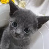 ロシアンブルー【山口県・男の子・2023年3月8日・ブルー】の写真1「ほんとに、可愛すぎる男の子😸💝R5年4月末撮影💘」