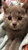シャルトリュー【山口県・男の子・2020年2月15日・ブルー ( ダブルコート )】の写真1「とっても可愛いです(#^.^#)」