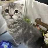 スコティッシュフォールド(折れ耳)【山口県・男の子・2023年6月14日・ブルークラッシックタビー】の写真1「おとなしい感じの、可愛い男の子😸💝 R5年9月10日 撮影💘」