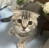 スコティッシュフォールド(折れ耳)【山口県・男の子・2023年6月14日・ブルークラッシックタビー】の写真2「おとなしい感じの、可愛い男の子😸💝 R5年9月10日 撮影💘」