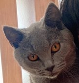 シャルトリュー【・男の子・2021年4月25日・ブルー】「抱っこ好きで、おっとり君😸」