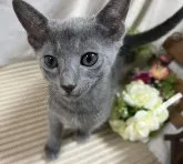 ロシアンブルー【山口県・女の子・2023年7月7日・ブルー】の写真2「抱っこが大好きな、可愛い女の子😸💝 R5年9月7日 撮影💘」