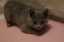 シャルトリュー【山口県・女の子・2020年2月15日・ブルー ( 柔らかいダブルコート )】の写真2「5/5 撮影」