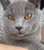 シャルトリュー【・男の子・2021年4月25日・ブルー】「抱っこ好きで、おっとり君😸」