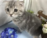 スコティッシュフォールド(折れ耳)【山口県・男の子・2023年6月14日・ブルークラッシックタビー】の写真3「おとなしい感じの、可愛い男の子😸💝 R5年9月10日 撮影💘」