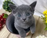 ロシアンブルー【山口県・男の子・2023年3月8日・ブルー】の写真3「ほんとに可愛すぎる男の子😸💝R5年4月末撮影💘」