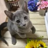 ロシアンブルー【山口県・女の子・2022年4月17日・ブルー】の写真3「2本足で立ち上がってます🐈」