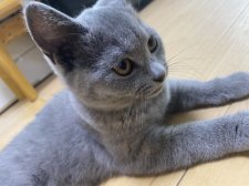 シャルトリュー【・女の子・2021年3月14日・ブルー】「おすまし、きなこ🐈」