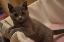 シャルトリュー【山口県・女の子・2020年2月15日・ブルー ( 柔らかいダブルコート )】の写真4「5/5 撮影」