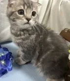 スコティッシュフォールド(折れ耳)【山口県・男の子・2023年6月14日・ブルークラッシックタビー】の写真4「おとなしい感じの、可愛い男の子😸💝 R5年9月10日 撮影💘」