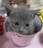 ロシアンブルー【山口県・女の子・2023年12月8日・ブルー】の写真4「1/7撮影💛😻　とっても可愛い～💝」